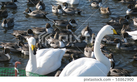 Group of whooper swan and long-tailed duck 58862900