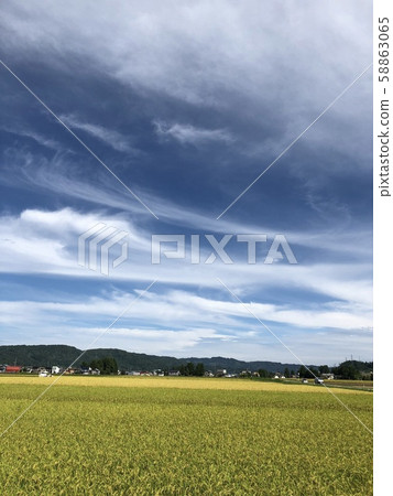 Rice field Rice field 58863065