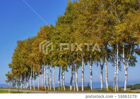 Blue sky and autumn white birch trees in Hokkaido Biei Blue sky and autumn white birch trees in Hokkaido Biei 58863279