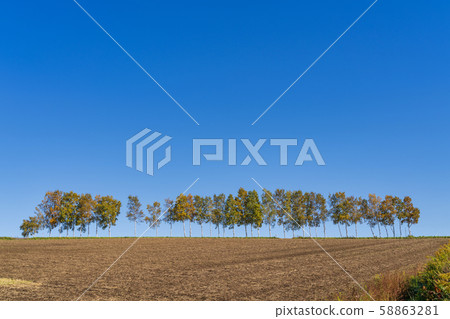 Blue sky and autumn white birch trees in Hokkaido Biei Blue sky and autumn white birch trees in Hokkaido Biei 58863281