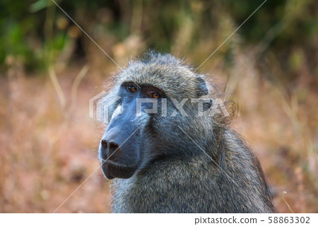 Portrait of a Chacma baboon monkey in the Chobe National Park, Botswana Portrait of a Chacma baboon monkey in the Chobe National Park, Botswana 58863302