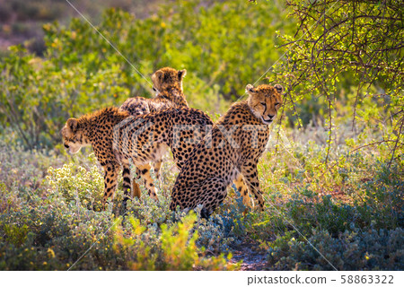 Three cheetahs in the Etosha National Park Three cheetahs in the Etosha National Park 58863322