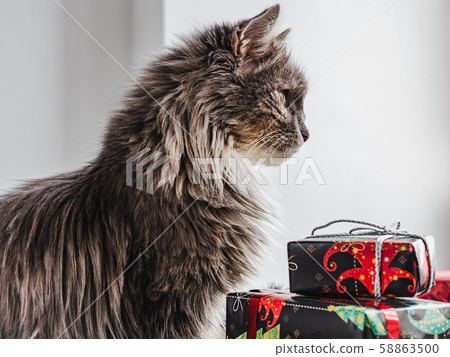 Cute, charming kitten and bright gift boxes Cute, charming kitten and bright gift boxes 58863500