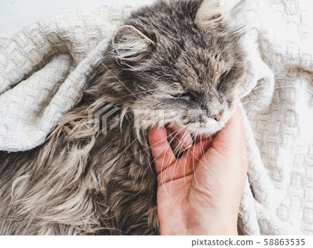 Cute, sweet kitten, lying on female hands Cute, sweet kitten, lying on female hands 58863535