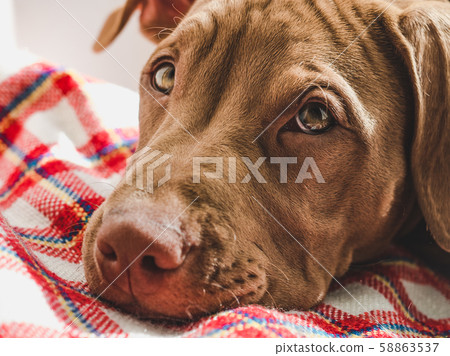 Sweet puppy sleeping on a soft plaid Sweet puppy sleeping on a soft plaid 58863537