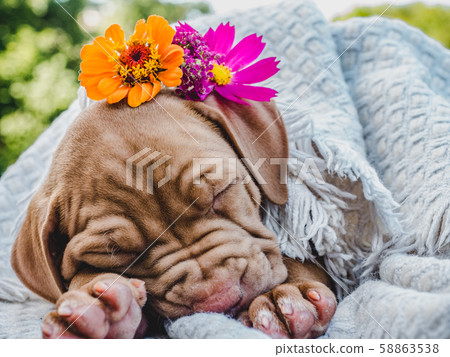 Sweet puppy sleeping on a soft plaid Sweet puppy sleeping on a soft plaid 58863538