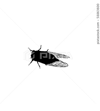 Cicadas 58863600
