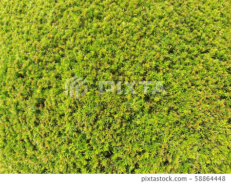 Hedge of evergreen plant with ownership separation Hedge of evergreen plant with ownership separation 58864448