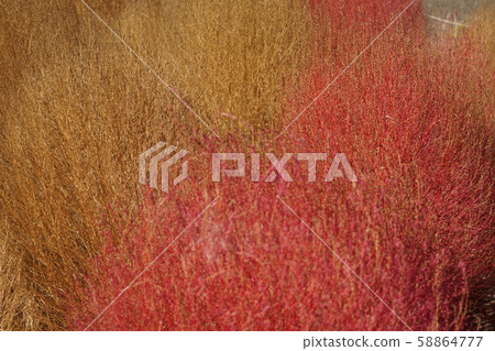Kokia Flower Kokia Flower 58864777
