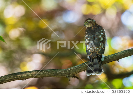 Little hawk 58865100