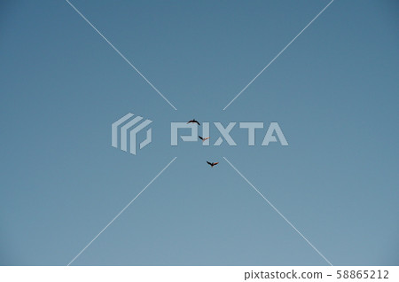 河田飛在清晨的多摩河 河田飛在清晨的多摩河 58865212