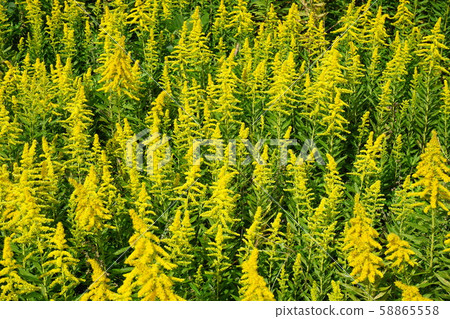 “Satoraka Awadachiso”盛開 58865558