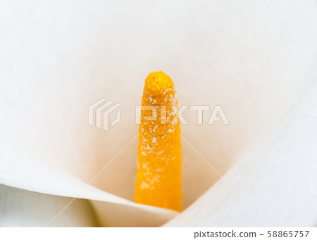 Calla lily macro shot 58865757