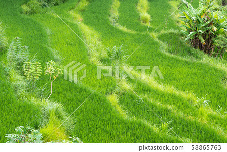 Rice paddy fields in Bali 58865763