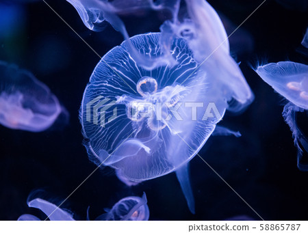 Jellyfish in aquarium lit by blue light 58865787