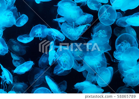 Jellyfish in aquarium lit by blue light Jellyfish in aquarium lit by blue light 58865789