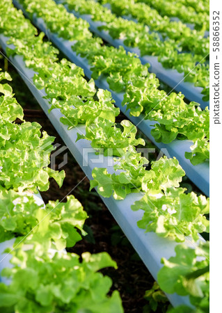 Hydroponics vegetable farm Hydroponics vegetable farm 58866352