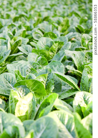 Hydroponics vegetable farm Hydroponics vegetable farm 58866353