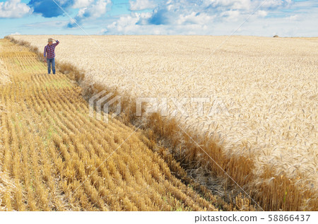 Farmer in straw hat walks along harvest ready 58866437