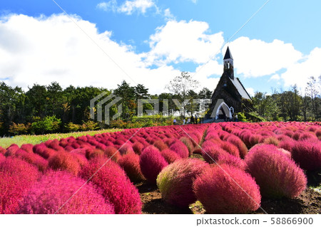 Blooming Kochia under the autumn sky 58866900