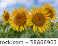 Kiyose Sunflower Festival 58866963
