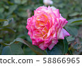 Old Furukawa Garden Roses 58866965