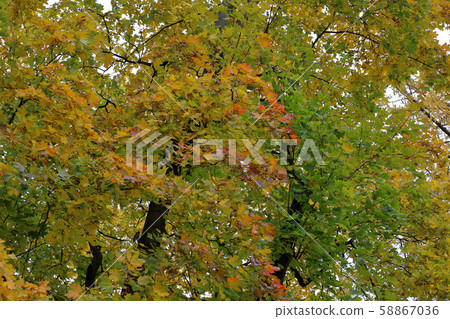 Autumn deciduous tree with bright foliage 58867036