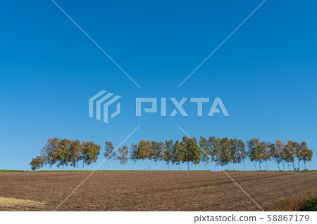 Blue sky and autumn white birch trees in Hokkaido Biei Blue sky and autumn white birch trees in Hokkaido Biei 58867179