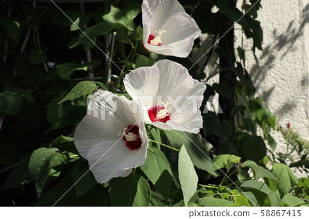 夏季花卉：疾病：Suifuyo：花園花壇 58867415