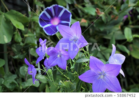 Summer flowers: Asaga & Kyoto: Garden flowerbed 58867452