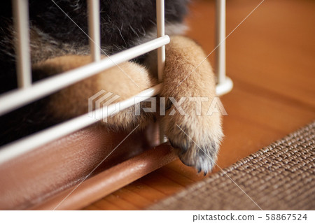 Mameshiba's Hand / Forefoot Mameshiba's Hand / Forefoot 58867524