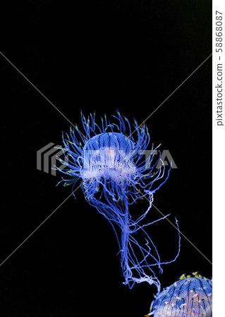 Jellyfish 58868087