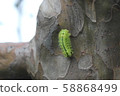 Hirohelia oil moth larva 10 58868499