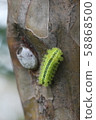 Hirohelia oil moth larva 11 58868500