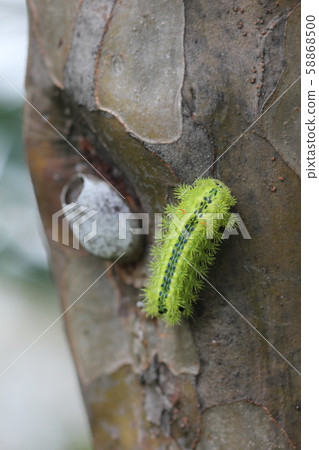 Hirohelia oil moth larva 11 Hirohelia oil moth larva 11 58868500