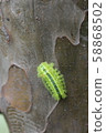 Hirohelia oil moth larva 13 58868502