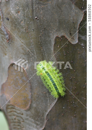 Hirohelia oil moth larva 13 58868502