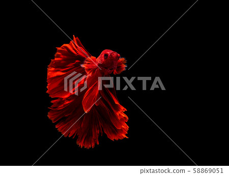 Betta fish, siamese fighting fish, betta splendens Betta fish, siamese fighting fish, betta splendens 58869051