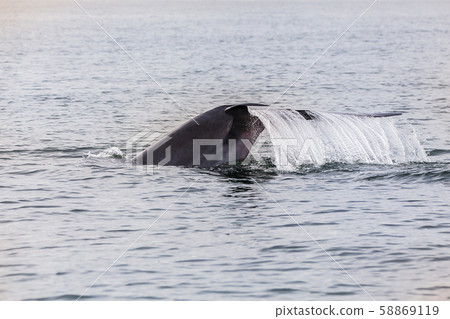 Bryde's whale, Eden's whale, Eating fish at gulf 58869119