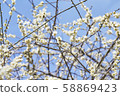 Plum blossom image Plum blossom image 58869423