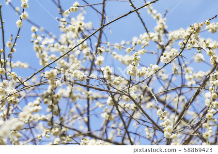 Plum blossom image Plum blossom image 58869423