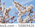 Cherry blossom Cherry blossom 58869426