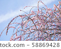 Plum blossom image Plum blossom image 58869428