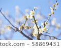 Flower peach image Flower peach image 58869431