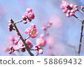Plum blossom image Plum blossom image 58869432
