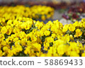 Flowerbed image Flowerbed image 58869433