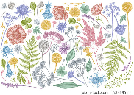 Vector set of hand drawn pastel shepherd's purse, heather, fern, wild garlic, clover, globethistle 58869561