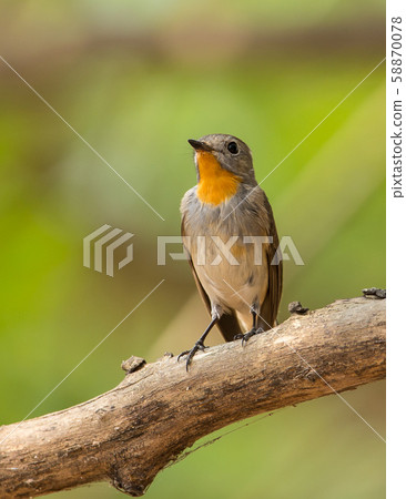 Red-throated Flycatcher (Ficedula albicilla) Red-throated Flycatcher (Ficedula albicilla) 58870078