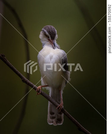 White-browed Prinia on dry branch. White-browed Prinia on dry branch. 58870092