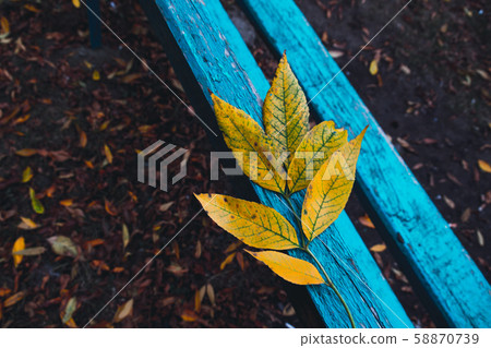 Autumn leaf on a bench. Autumn in the City Autumn leaf on a bench. Autumn in the City 58870739